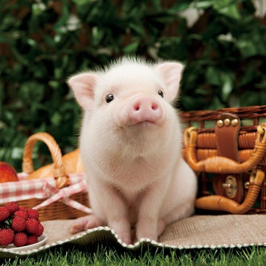 Hình ảnh lợn con dễ thương nhất
