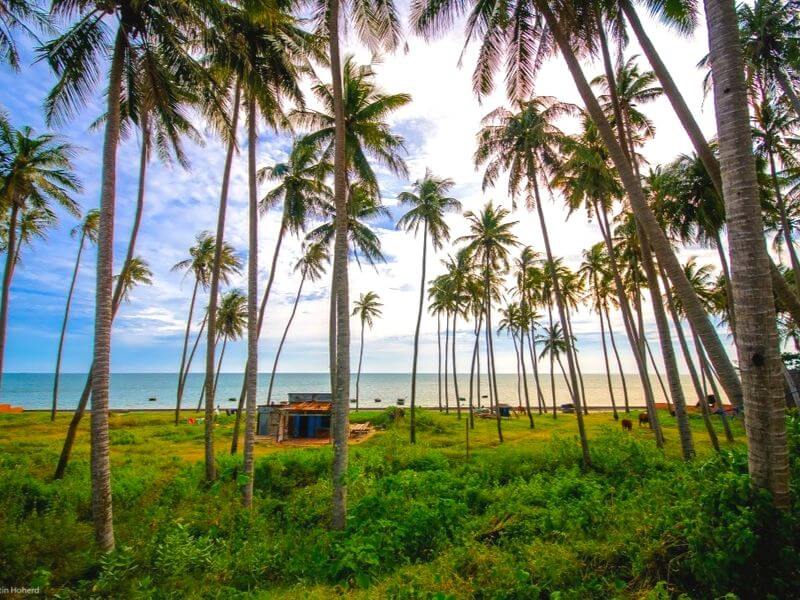 Hình ảnh rặng dừa xanh ở Mũi Né Phan Thiết