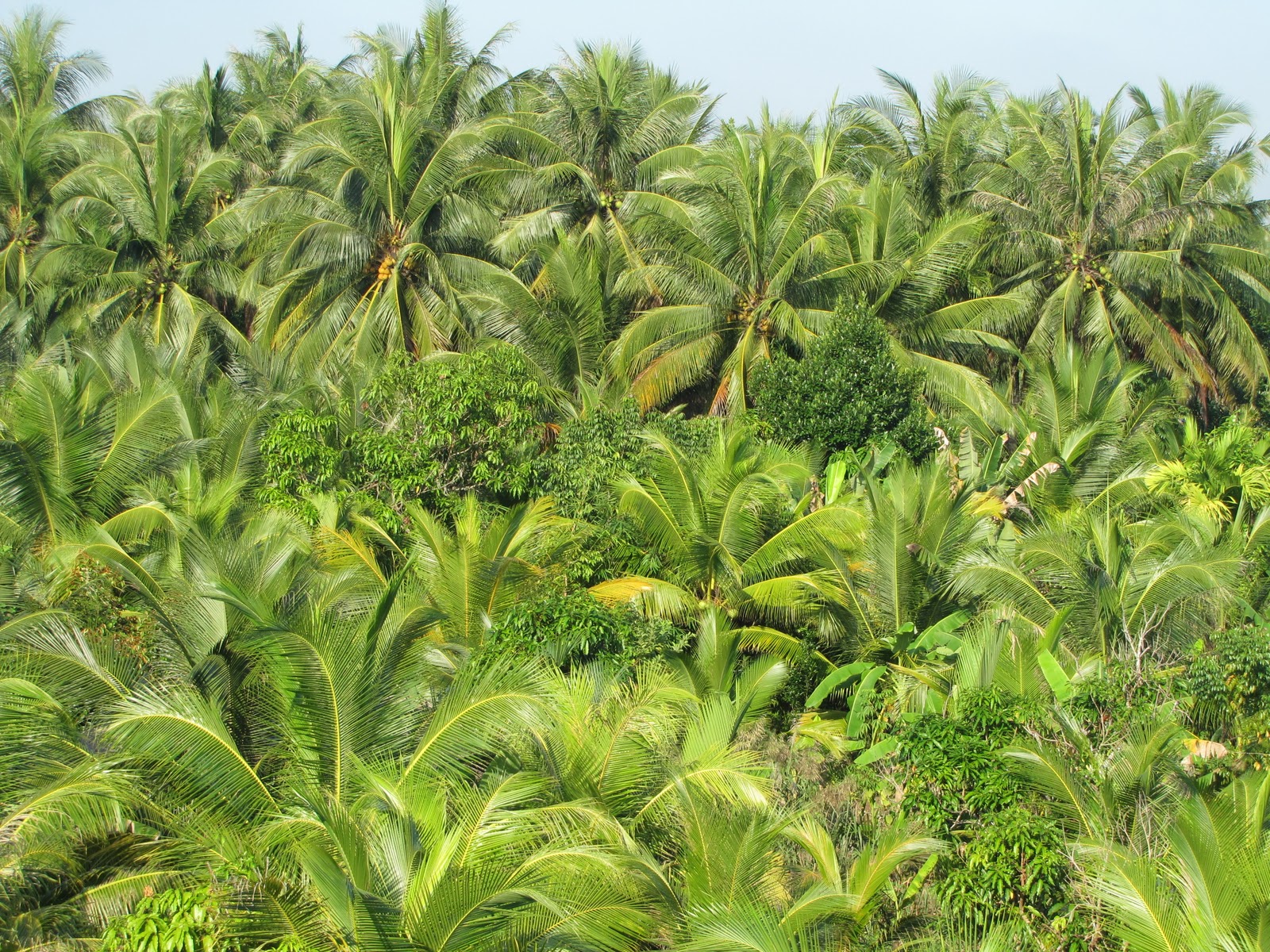 Hình ảnh rừng dừa nhìn từ trên cao