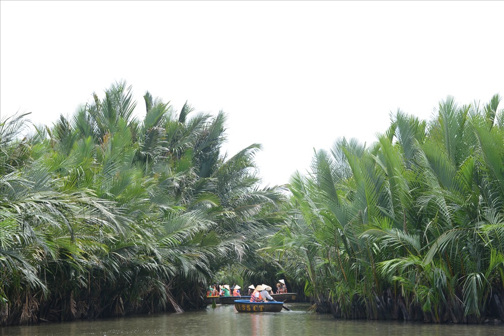 Hình ảnh rừng dừa nước miền Tây cạnh kề bên phố Hội