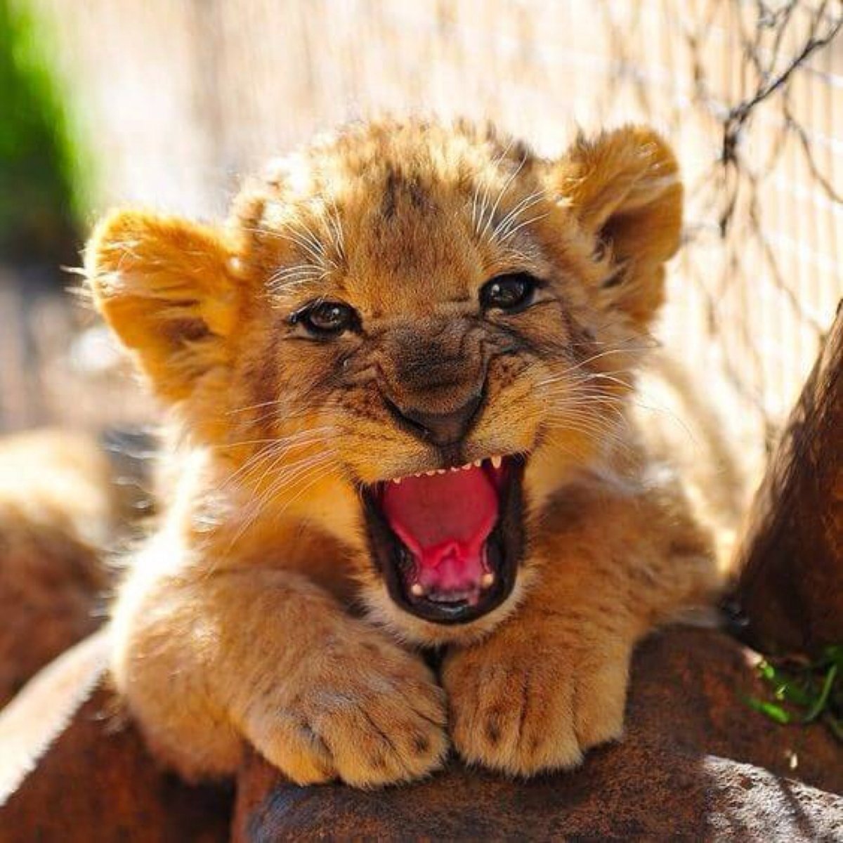 Hình hình ảnh sư tử con cái dễ thương, đẹp