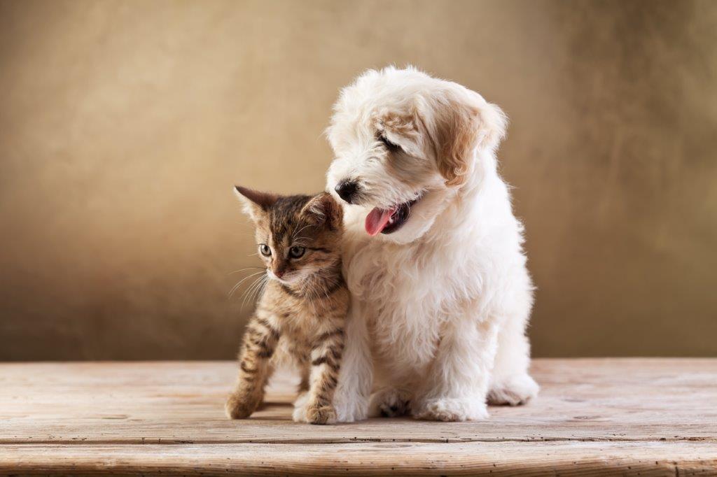 Hình ảnh vui vẻ của chó và mèo