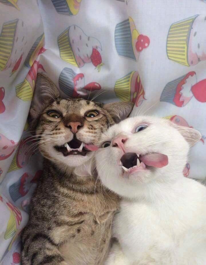 Hình hình ảnh hạnh phúc của những chú mèo