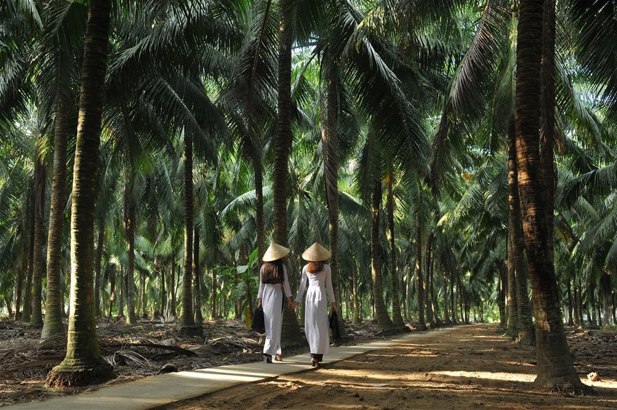 Hình ảnh vườn dừa xứ Bến Tre