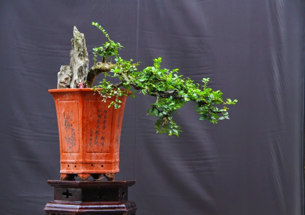 Ảnh cây Duối bonsai dáng huyền cực đẹp