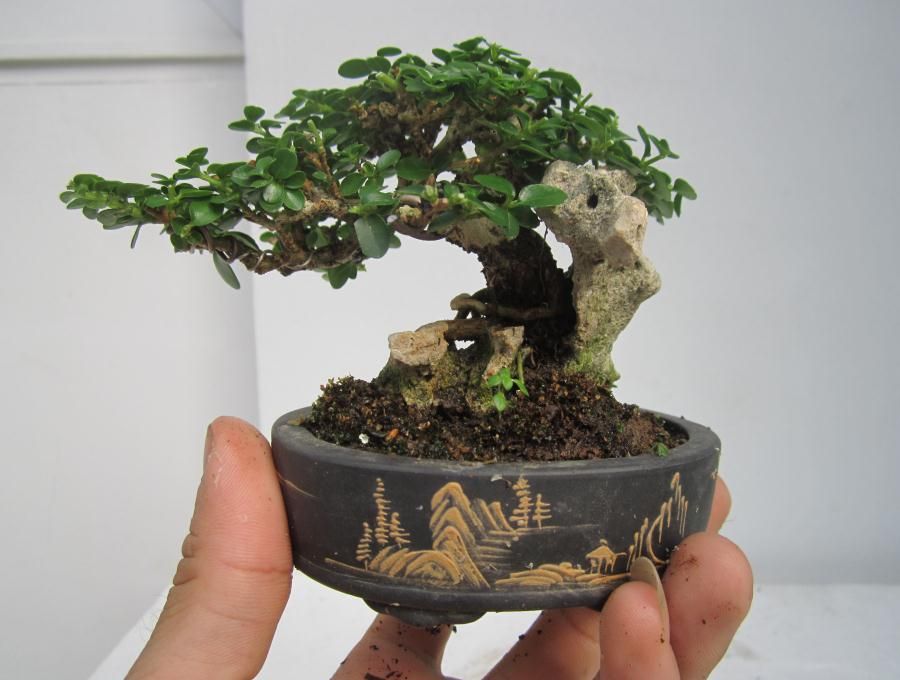 Ảnh cây Duối bonsai mini ôm đá cực đẹp