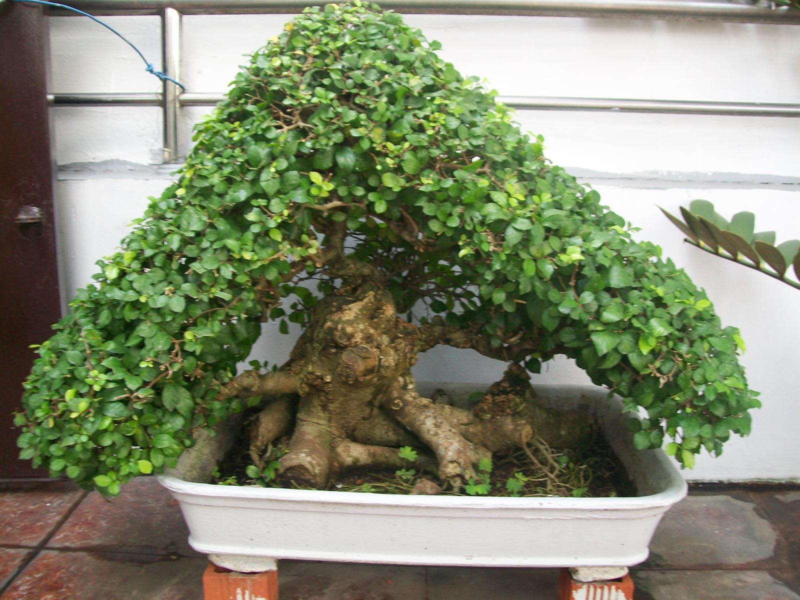 Cây Duối bonsai đẹp