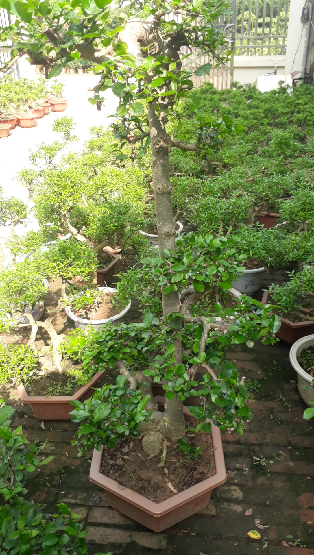 Cây Duối bonsai thế Văn Nhân