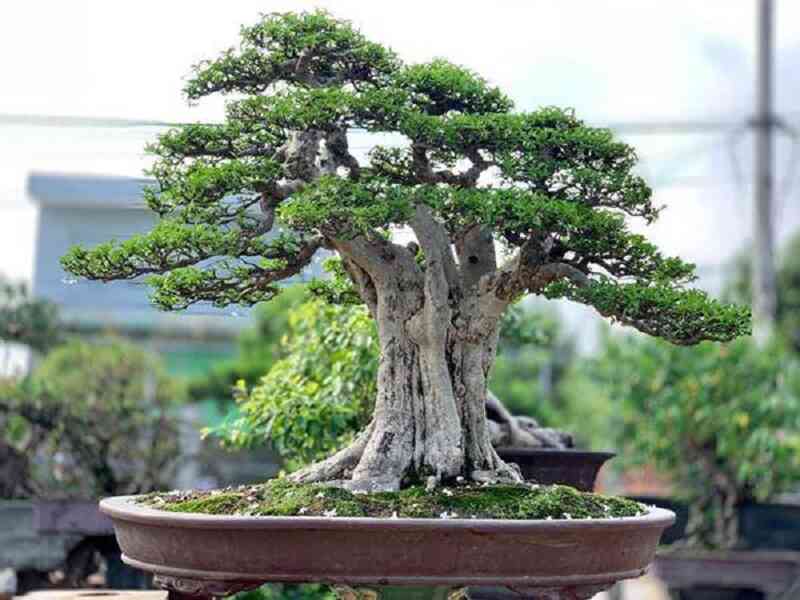 Cây Duối bonsai thế vũ trụ