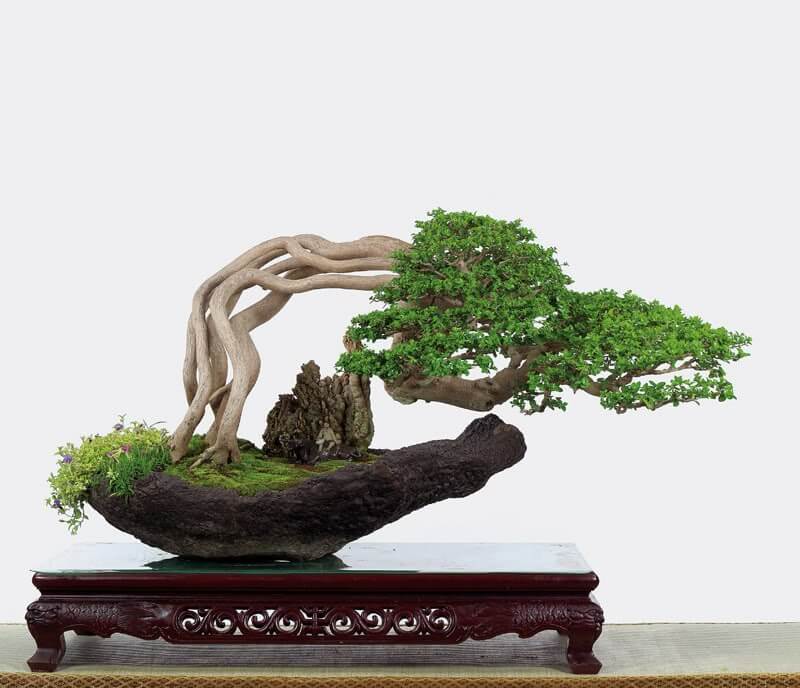 Cây Duối cảnh bonsai dáng quái dáng đẹp