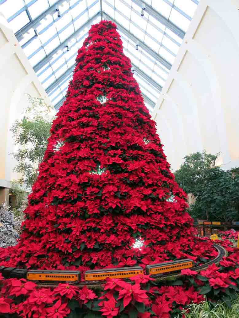Hàng ngàn cây Trạng Nguyên kết hình cây Giáng sinh