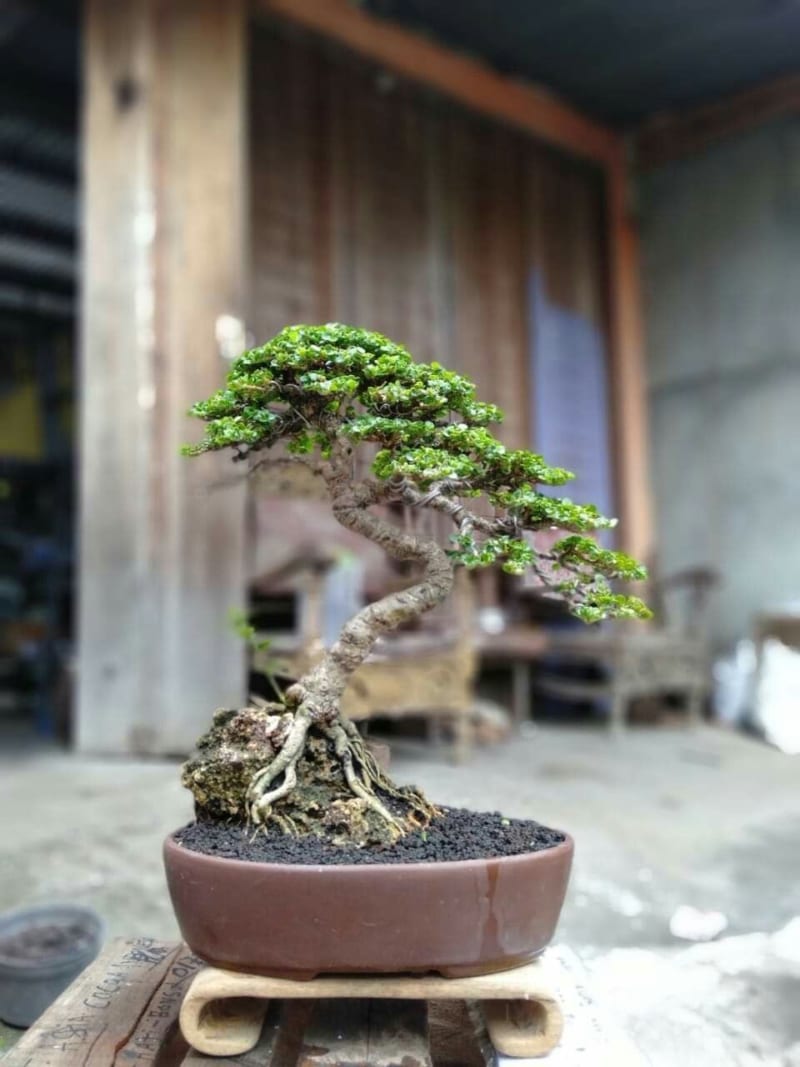 Mẫu cây Duối cảnh bonsai mini