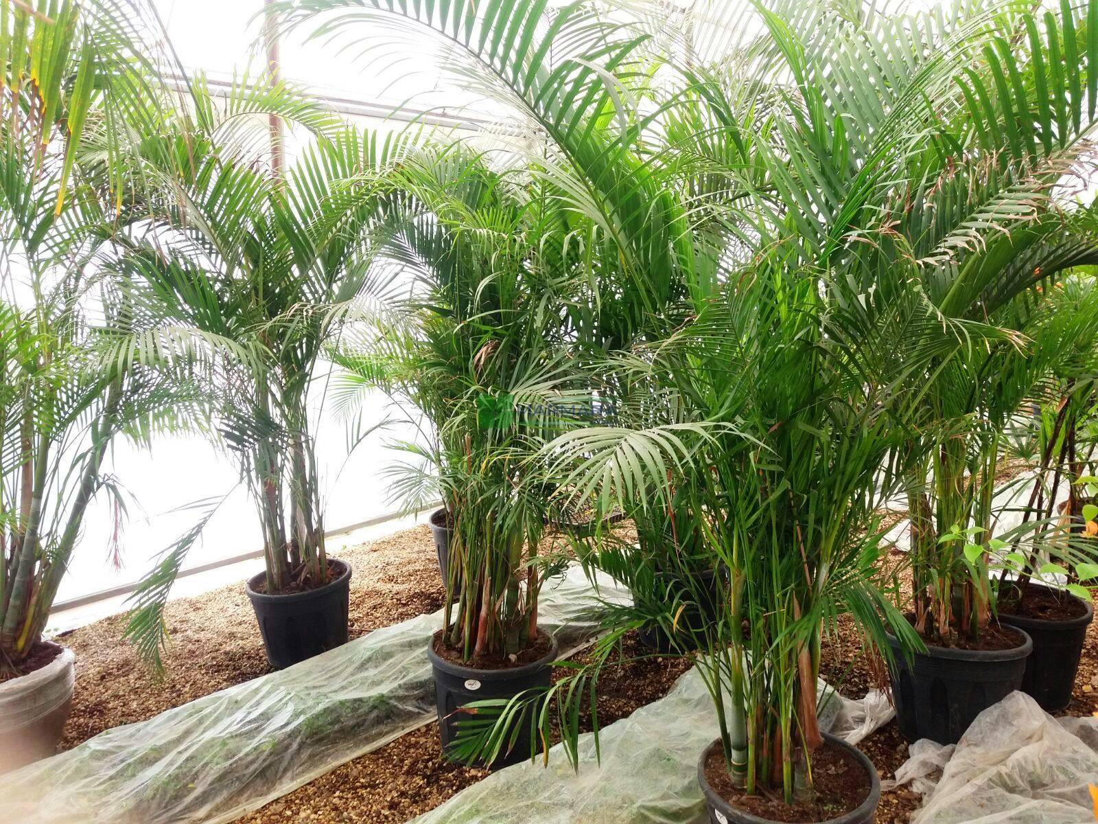 Cách trồng và chăm sóc cây dừa cảnh