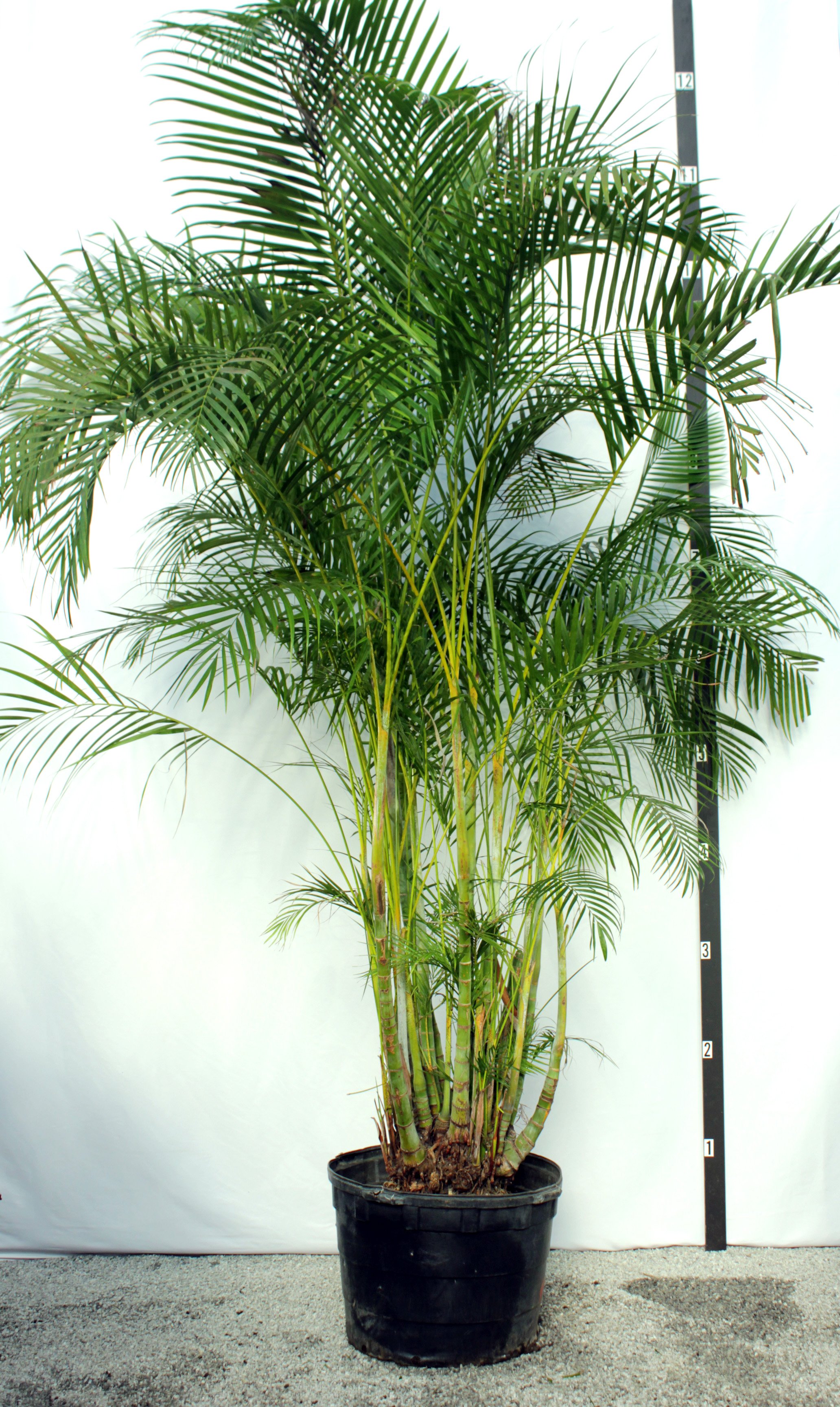 Hình ảnh cây dừa cảnh