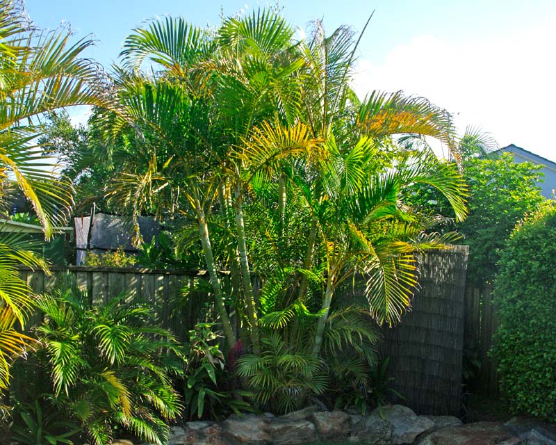 Vị trí trồng cây dừa cảnh