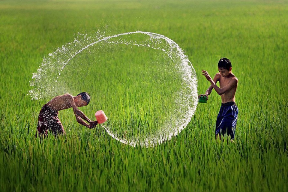 Ảnh đẹp nhất về cánh đồng lúa quê hương Việt Nam