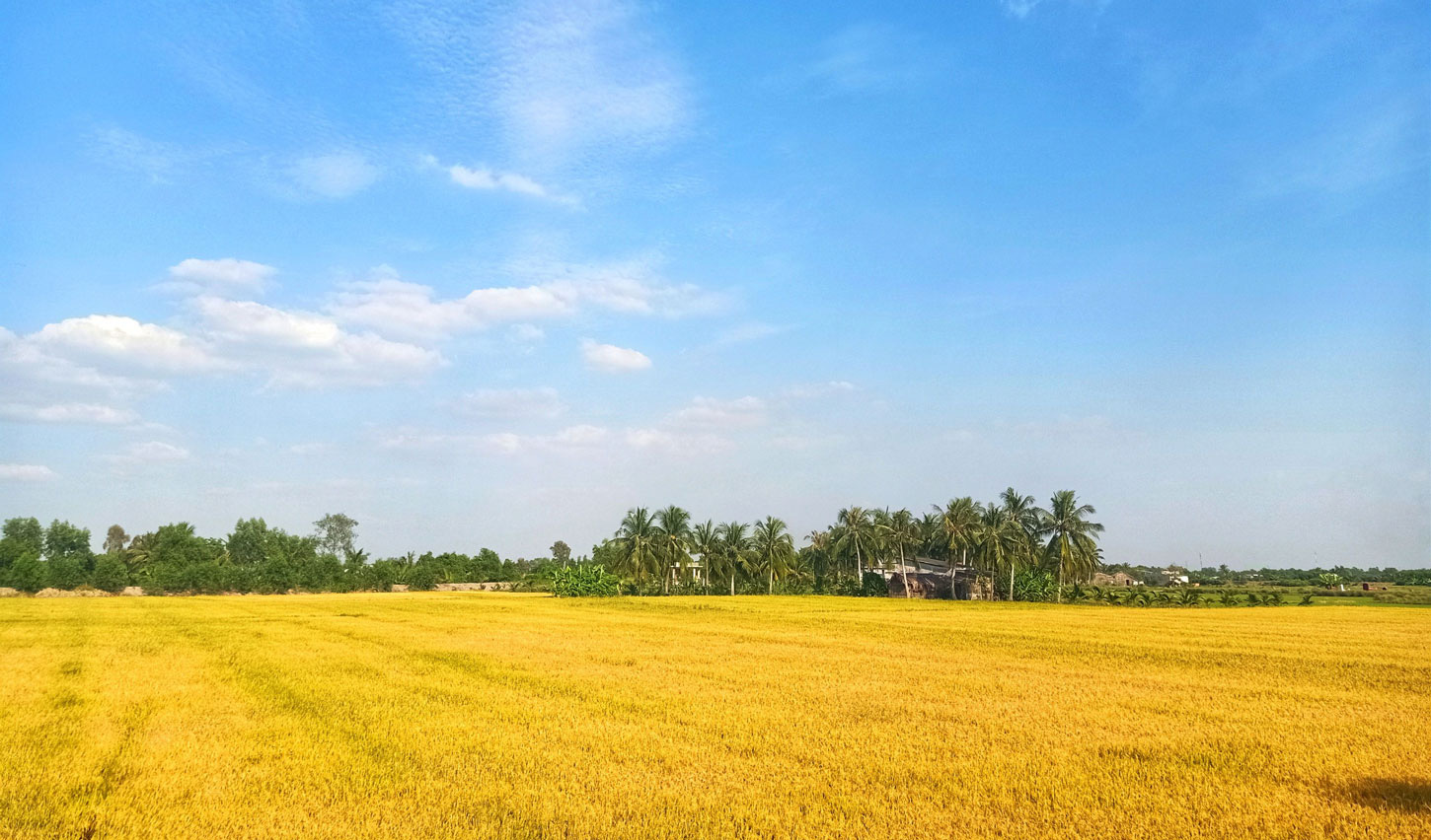 Hình ảnh cánh đồng chín tuyệt đẹp quê hương Việt Nam