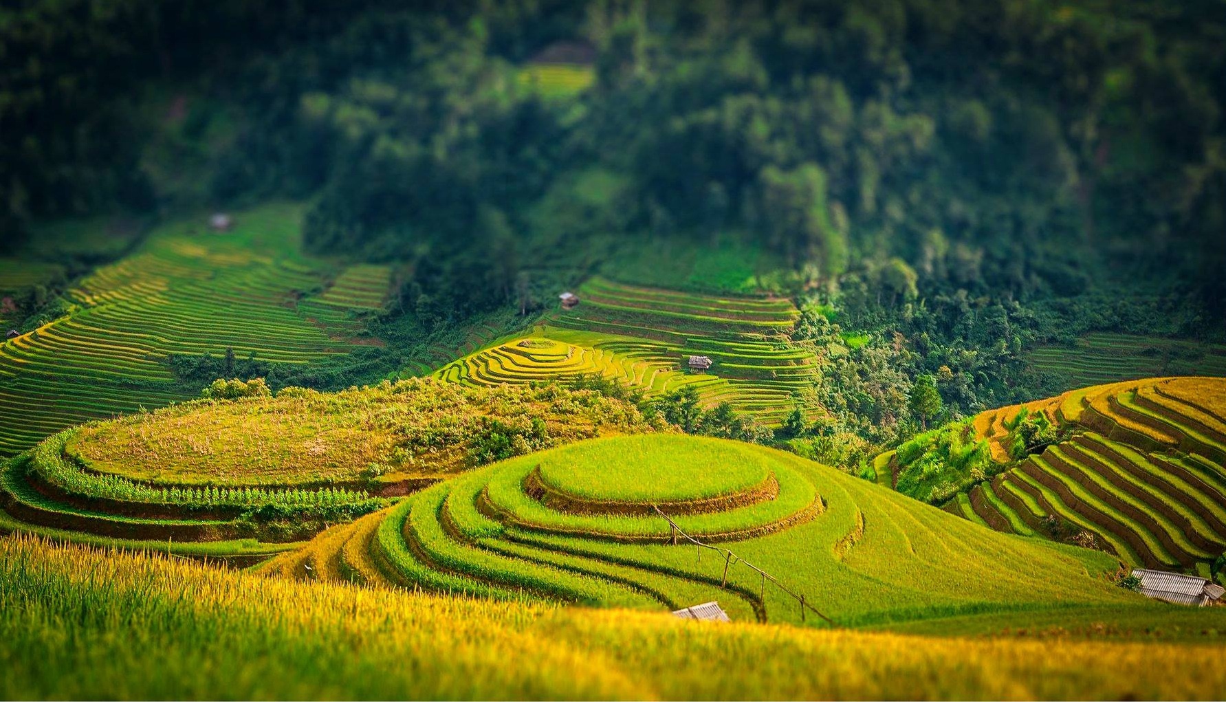 Hình ảnh cánh đồng lúa quê hương Việt Nam