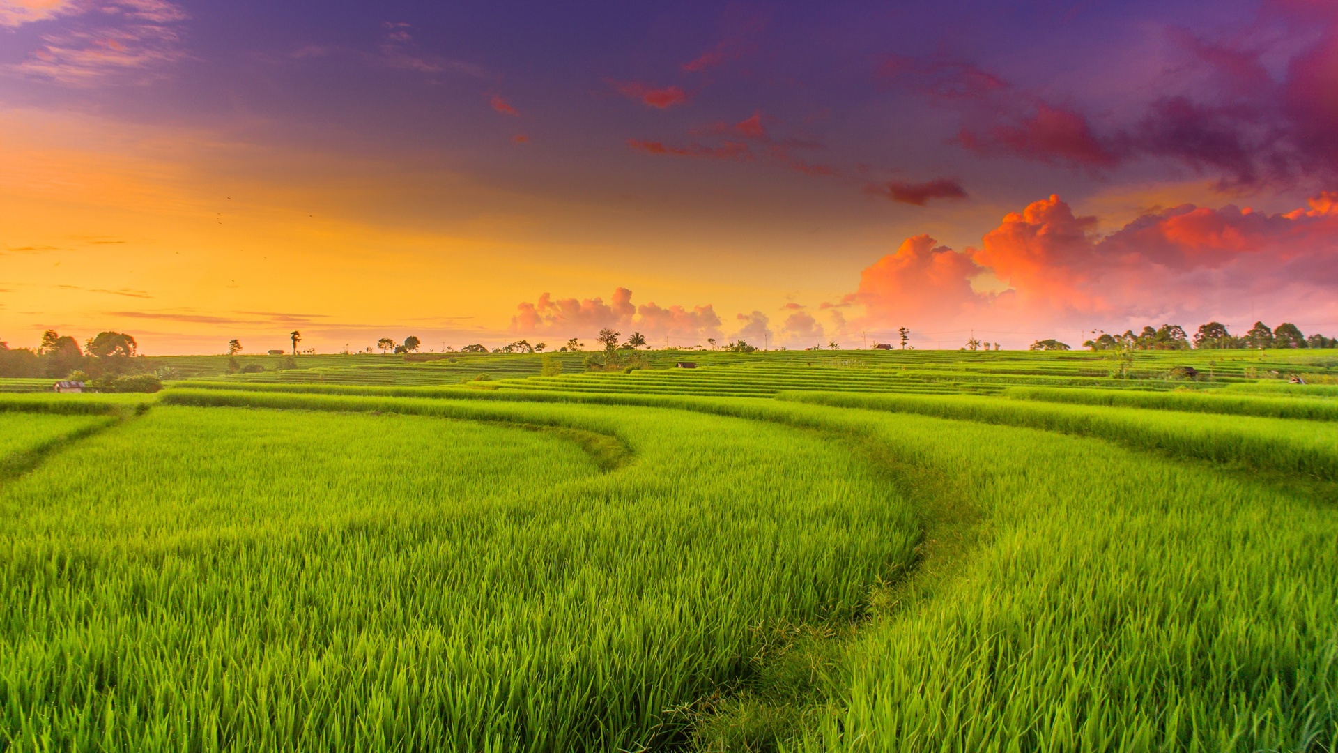 Hình ảnh cánh đồng quê hương Việt Nam