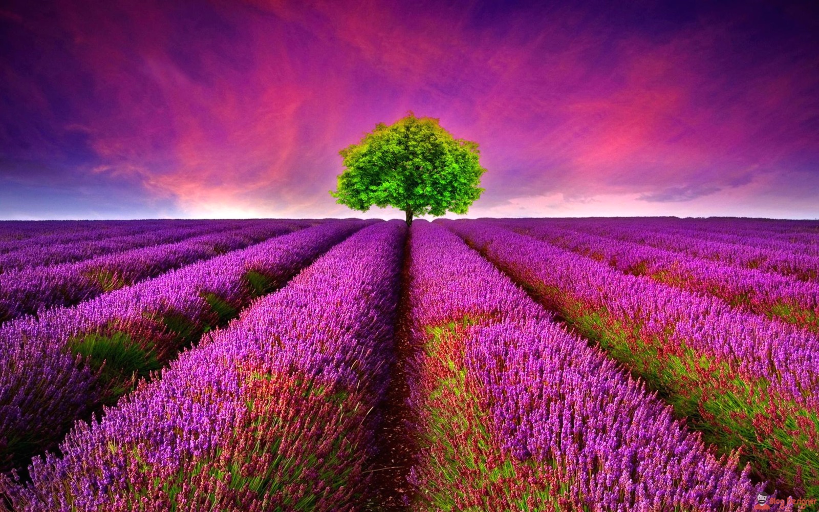 Ảnh cánh đồng hoa Lavender đẹp nhất