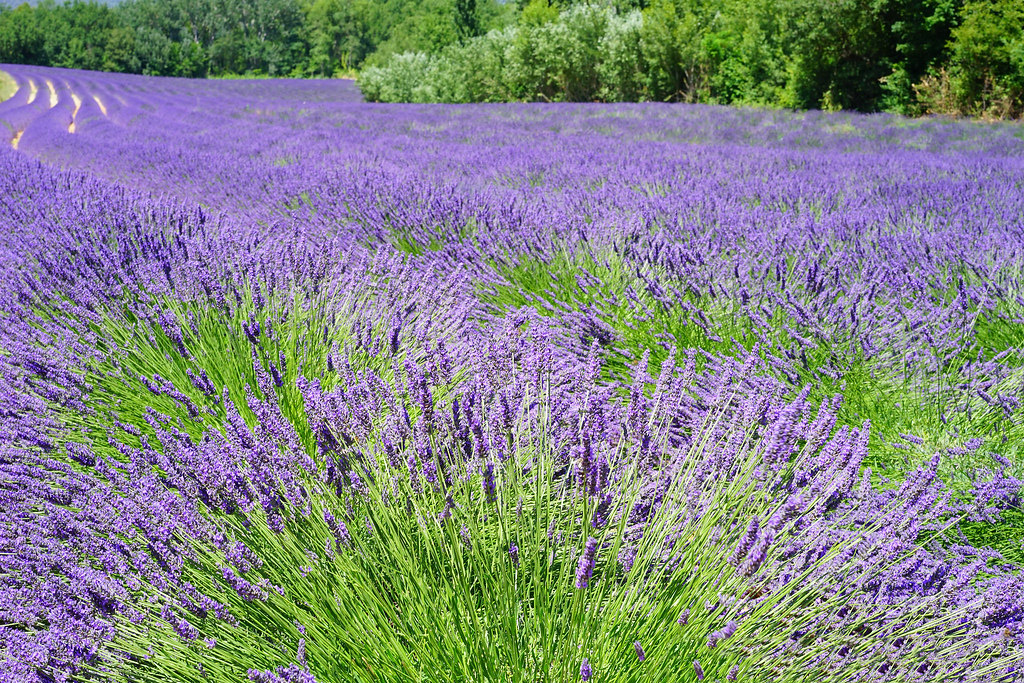 Ảnh cánh đồng hoa Lavender đẹp