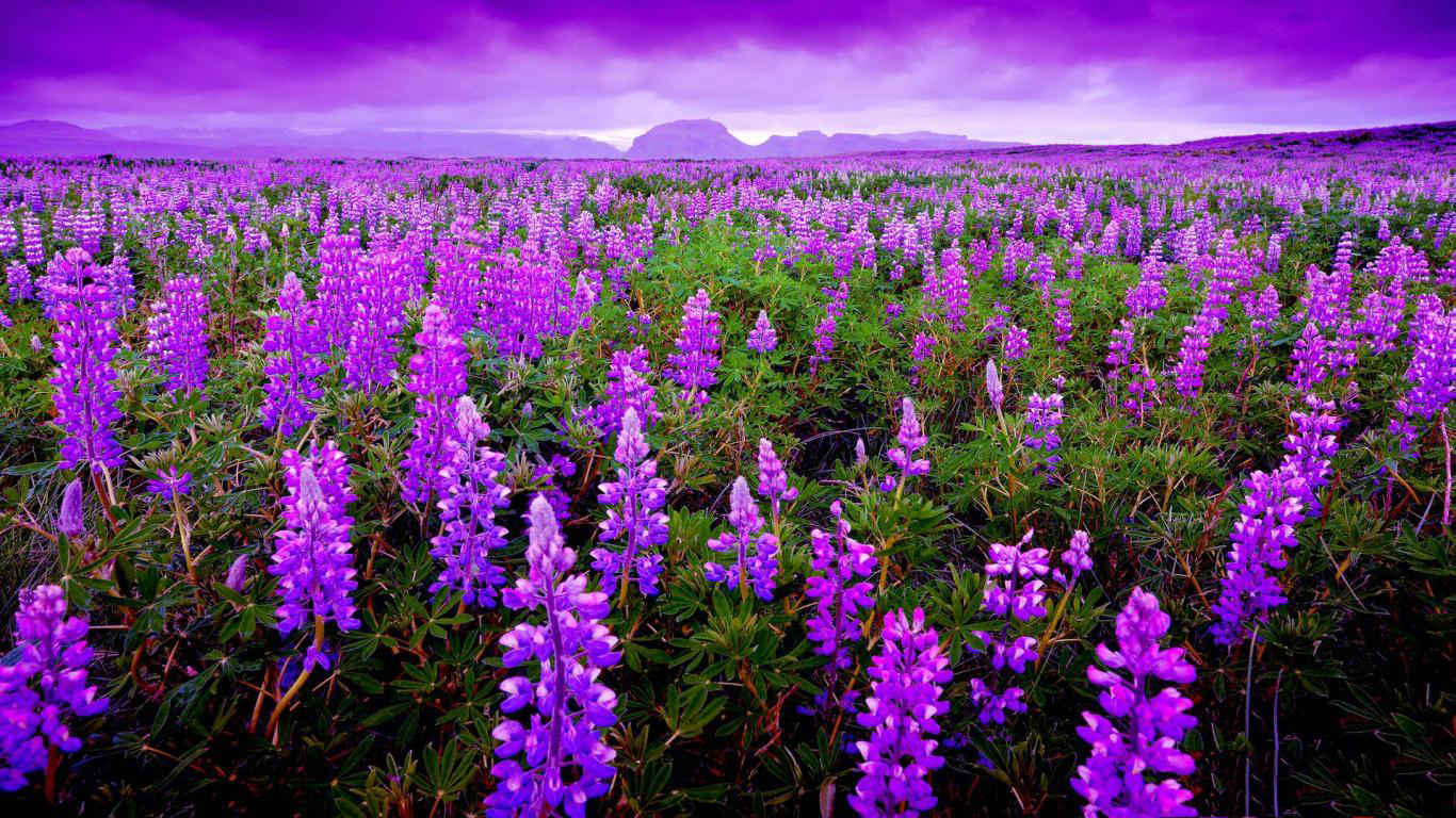 Ảnh cánh đồng hoa oải hương lavender