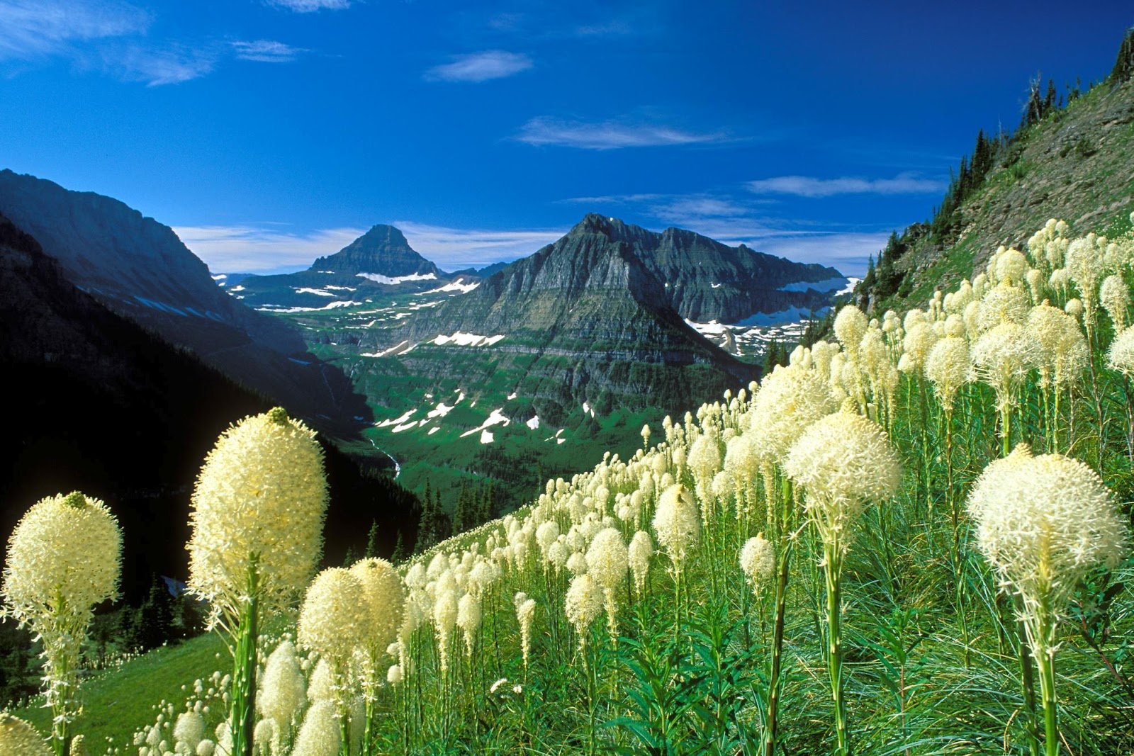 Ảnh cánh đồng hoa trên núi