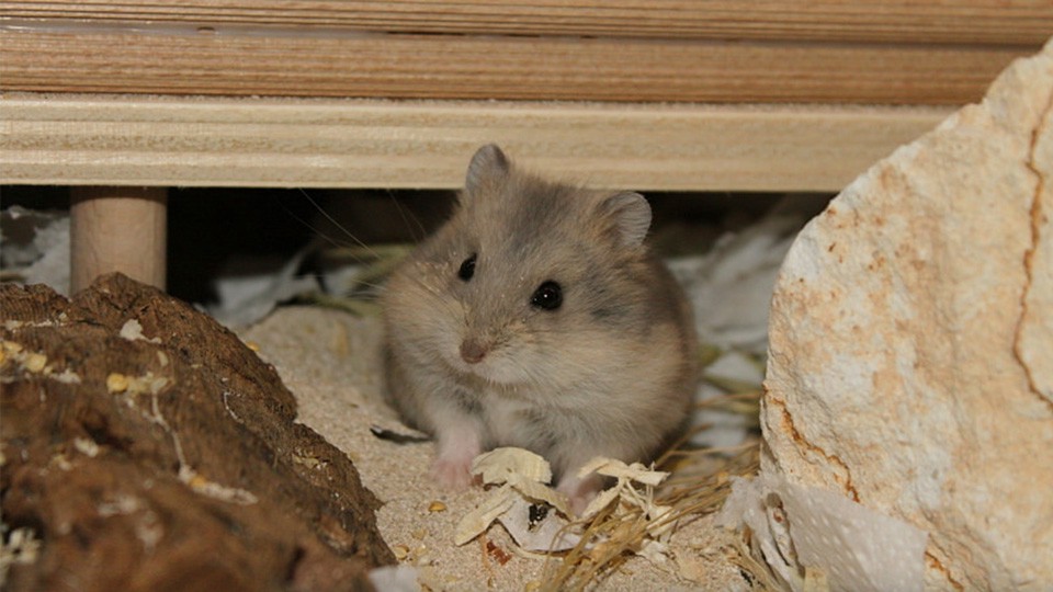 Ảnh chú chuột cực đẹp và cute
