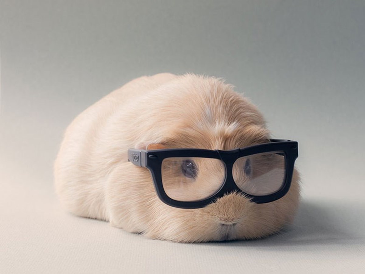 Ảnh Chuột Hamster Cute Dễ Thương Lí Lắc Đáng Yêu Nhất