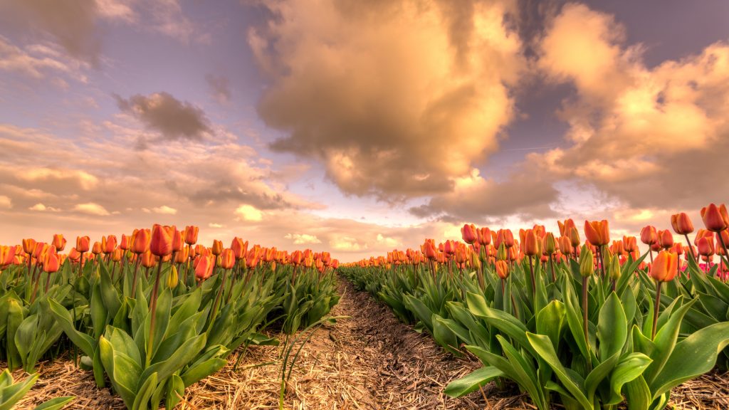 Ảnh đẹp cánh đồng hoa Tulip