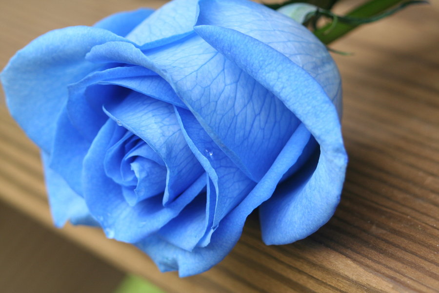 Ảnh đẹp nhất của hoa hồng xanh