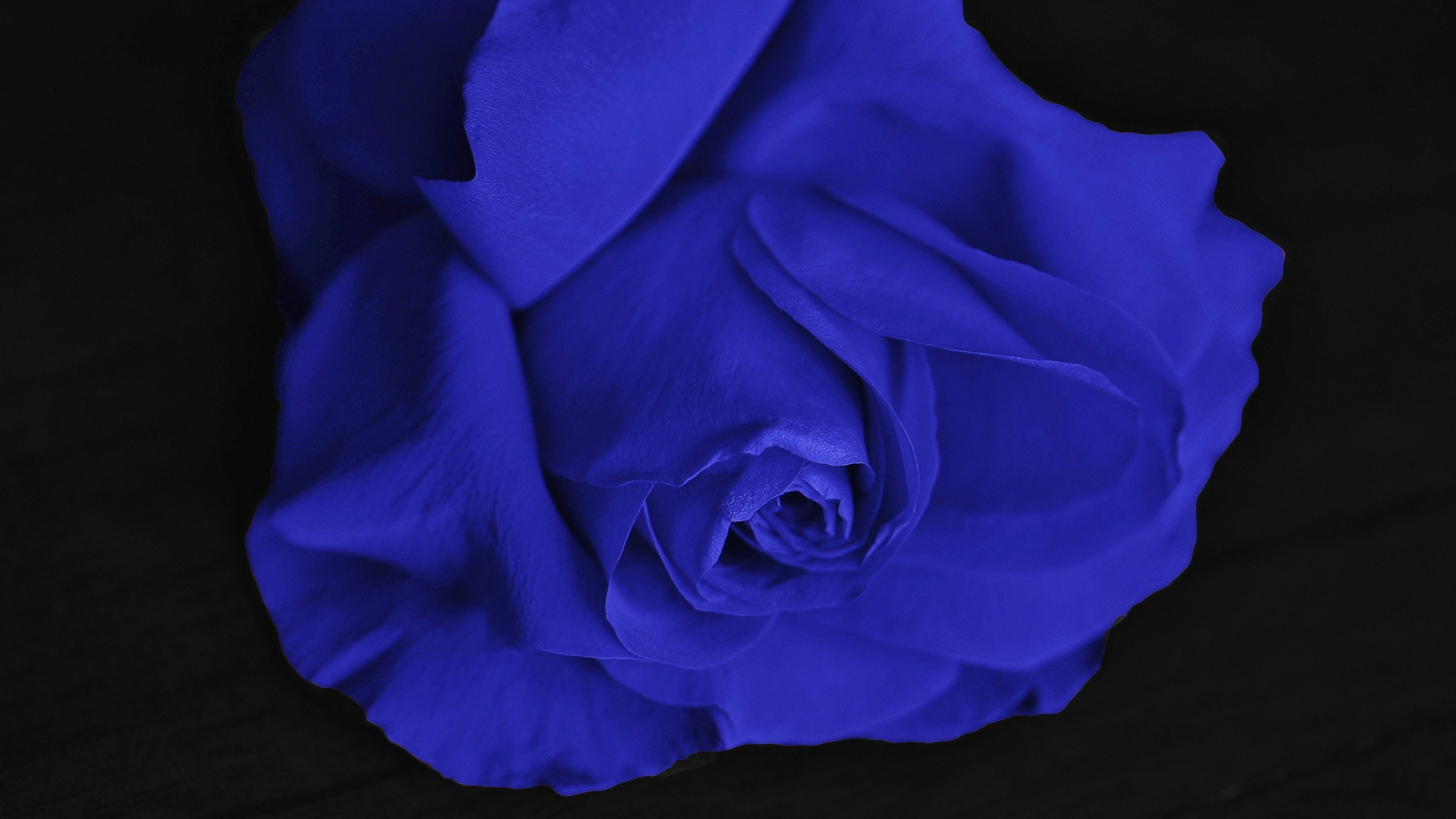 Ảnh đẹp nhất về hoa hồng xanh dương