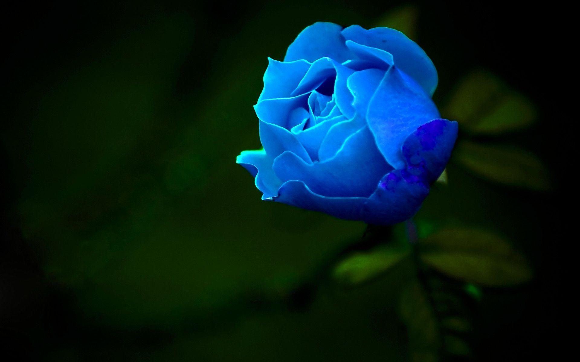 Ảnh đẹp nhất về hoa hồng xanh