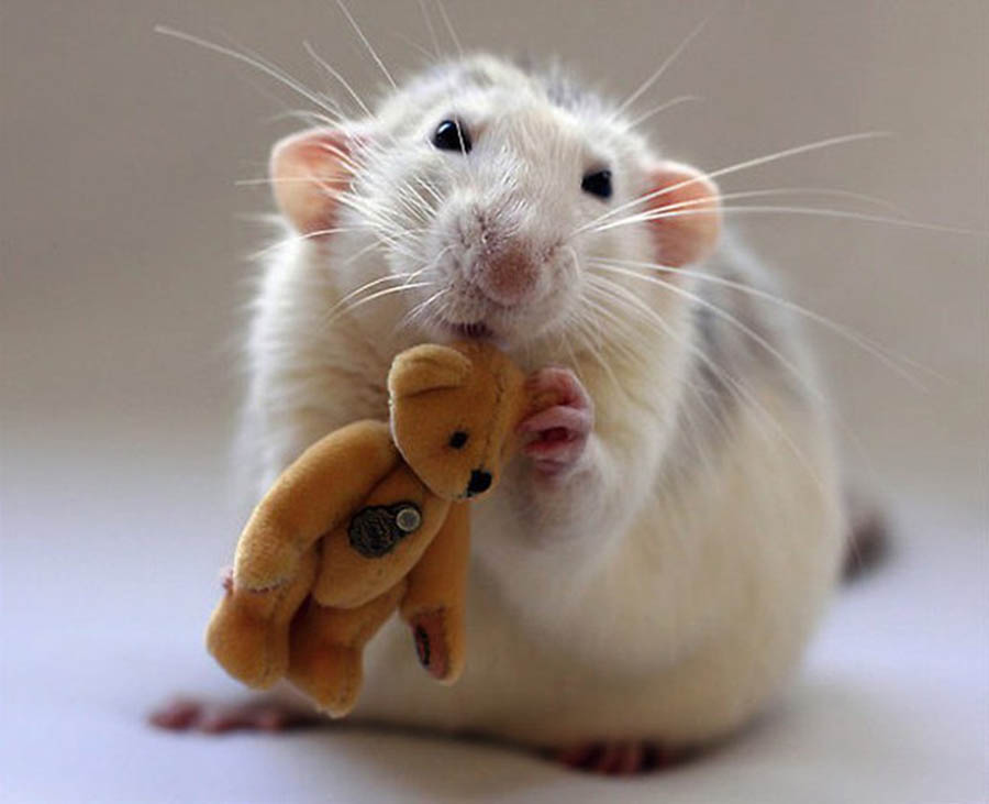 Ảnh đẹp về chú chuột
