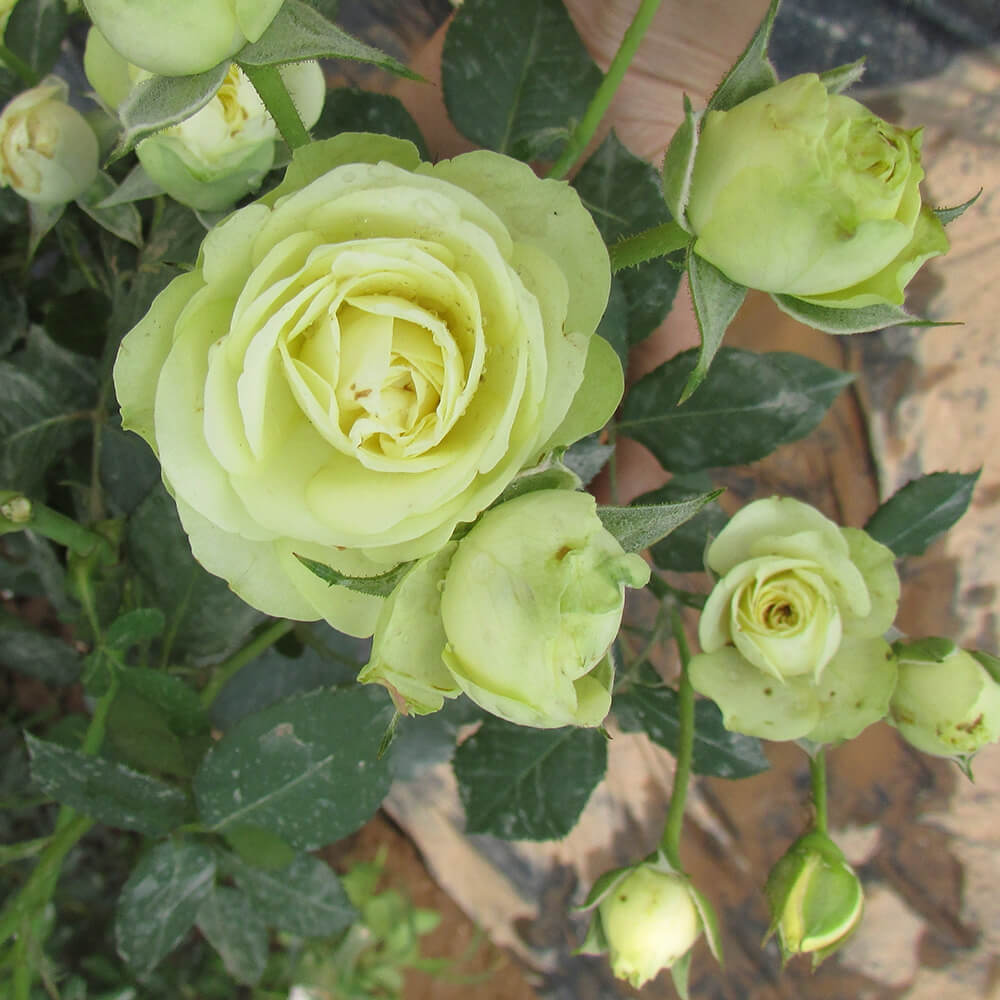 Ảnh đẹp về hoa hồng xanh lá