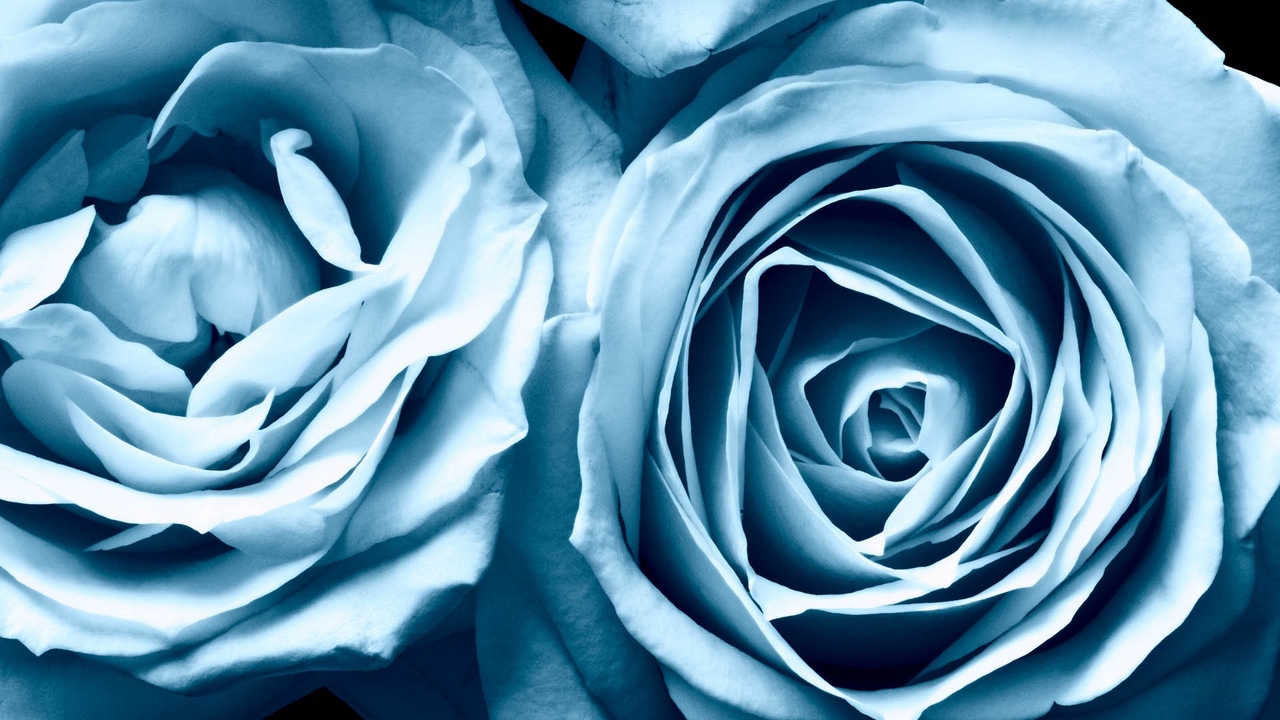 Hoa hồng xanh đẹp nhất  Ảnh ý nghĩa Blog