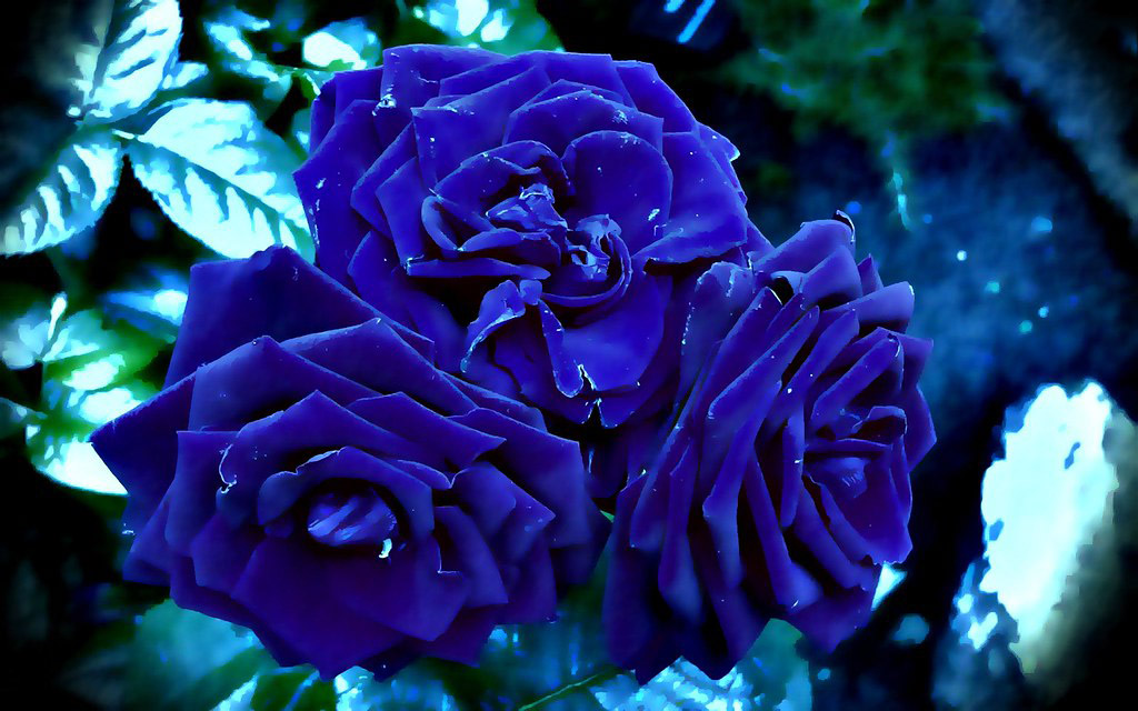 Ảnh hoa hồng xanh lá đẹp nhất