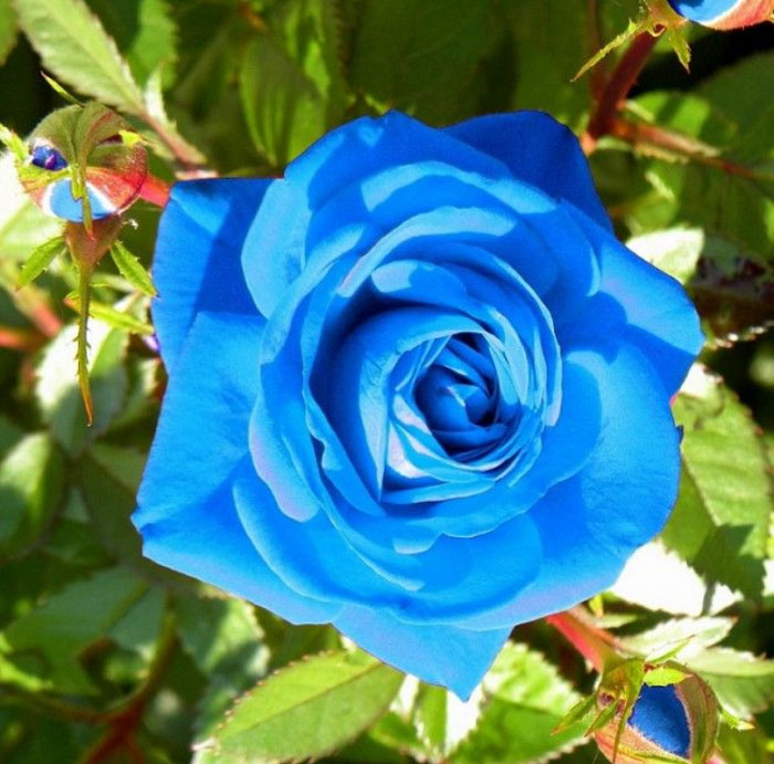 Ảnh hoa hồng xanh