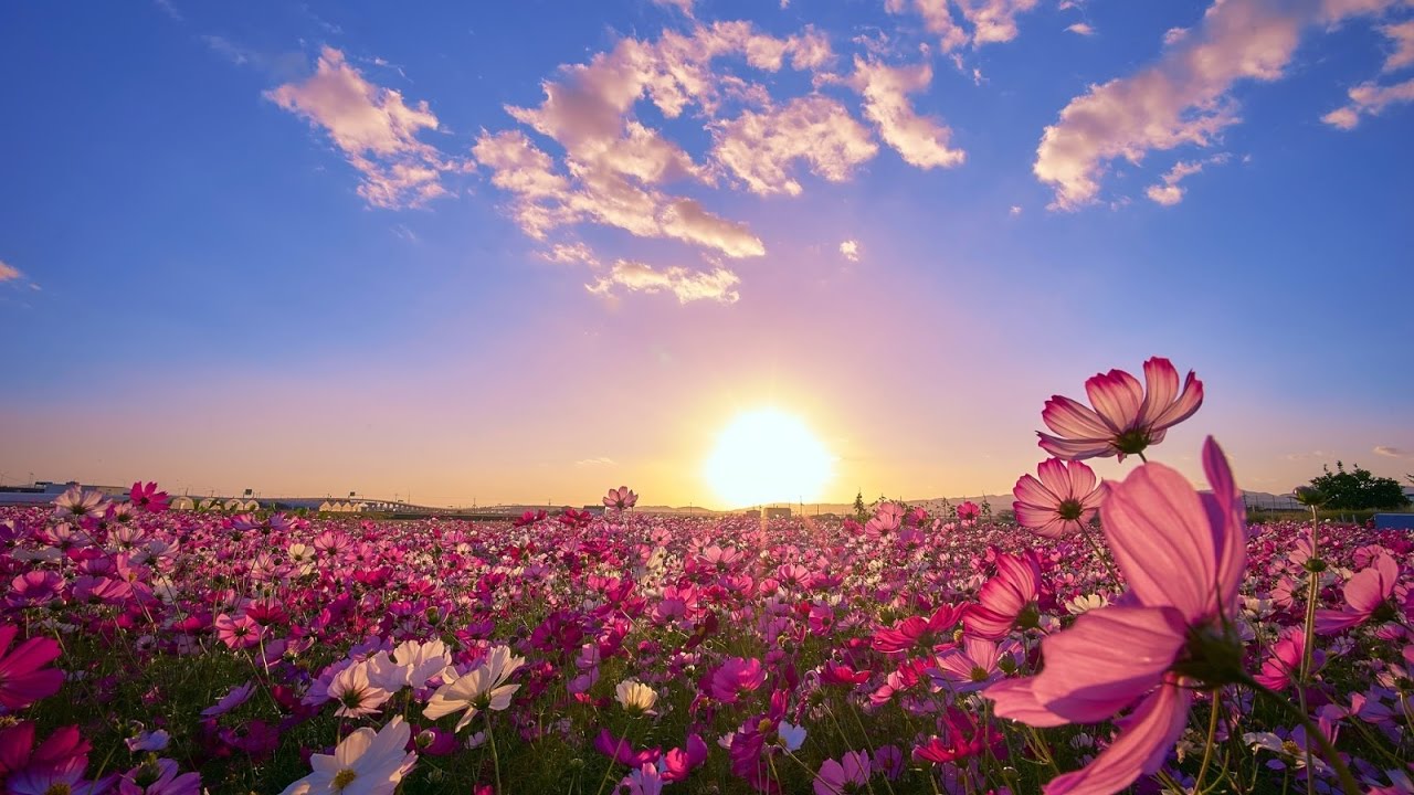 Hình ảnh cánh đồng hoa dưới nắng ban mai