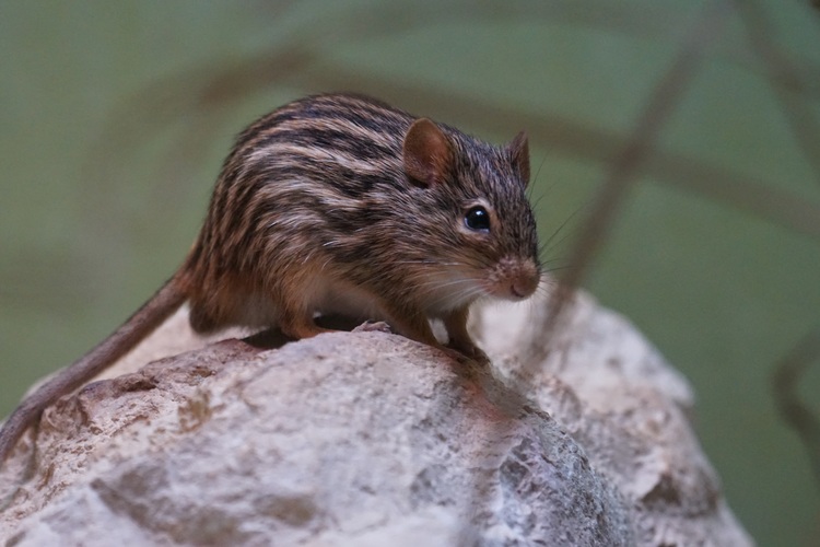 Hình ảnh chuột trong môi trường tự nhiên