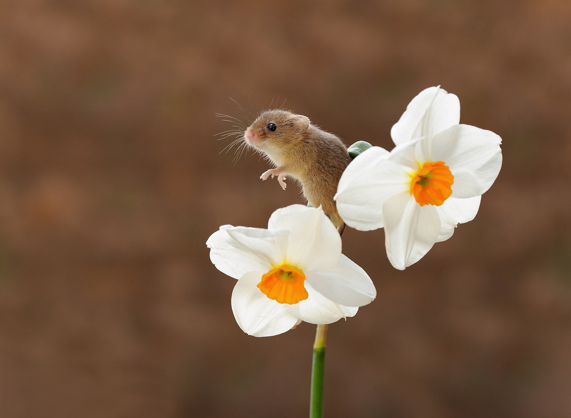 Hình ảnh chuột và hoa đẹp