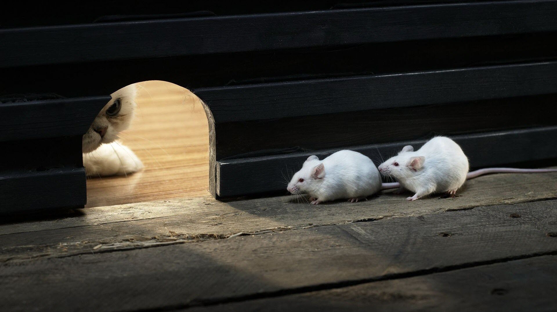 Hình ảnh con chuột trắng đẹp