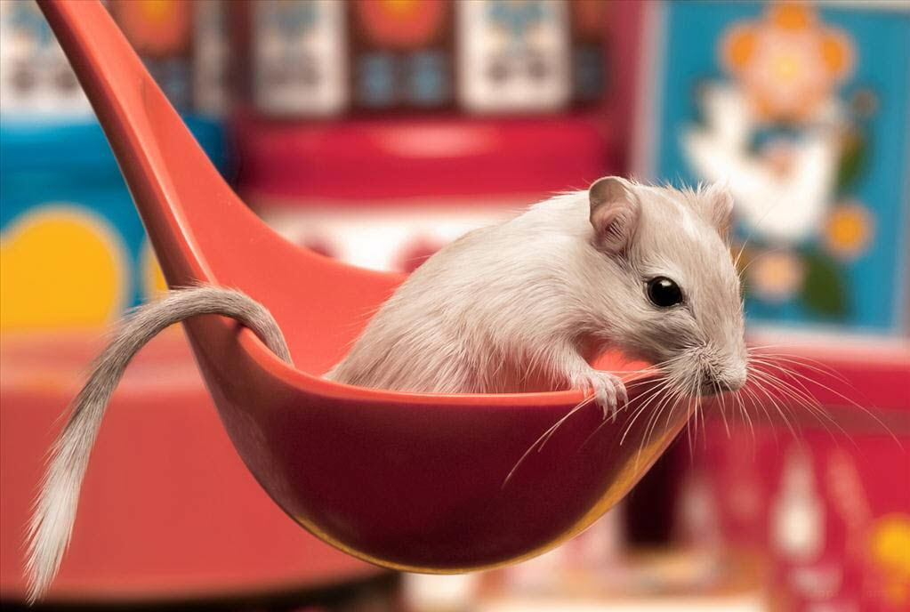 Hình ảnh đẹp về chuột