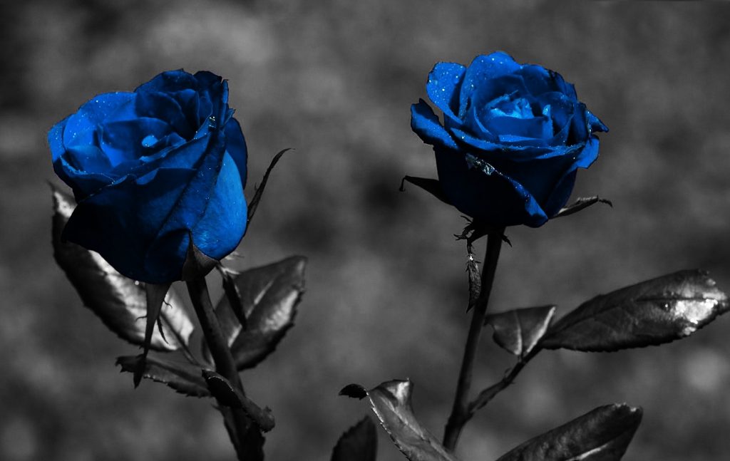 Hình ảnh đẹp về hoa hồng xanh dương