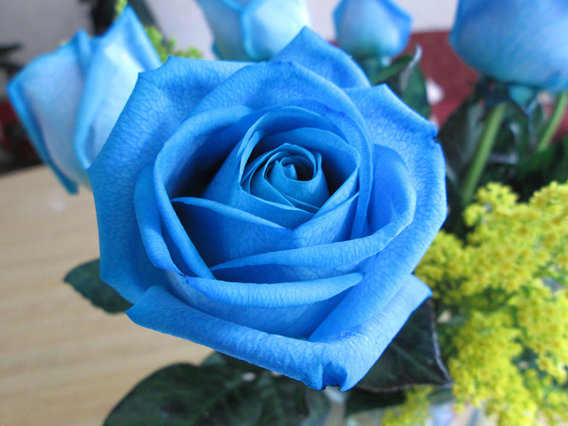 Hình ảnh hoa hồng xanh cực đẹp