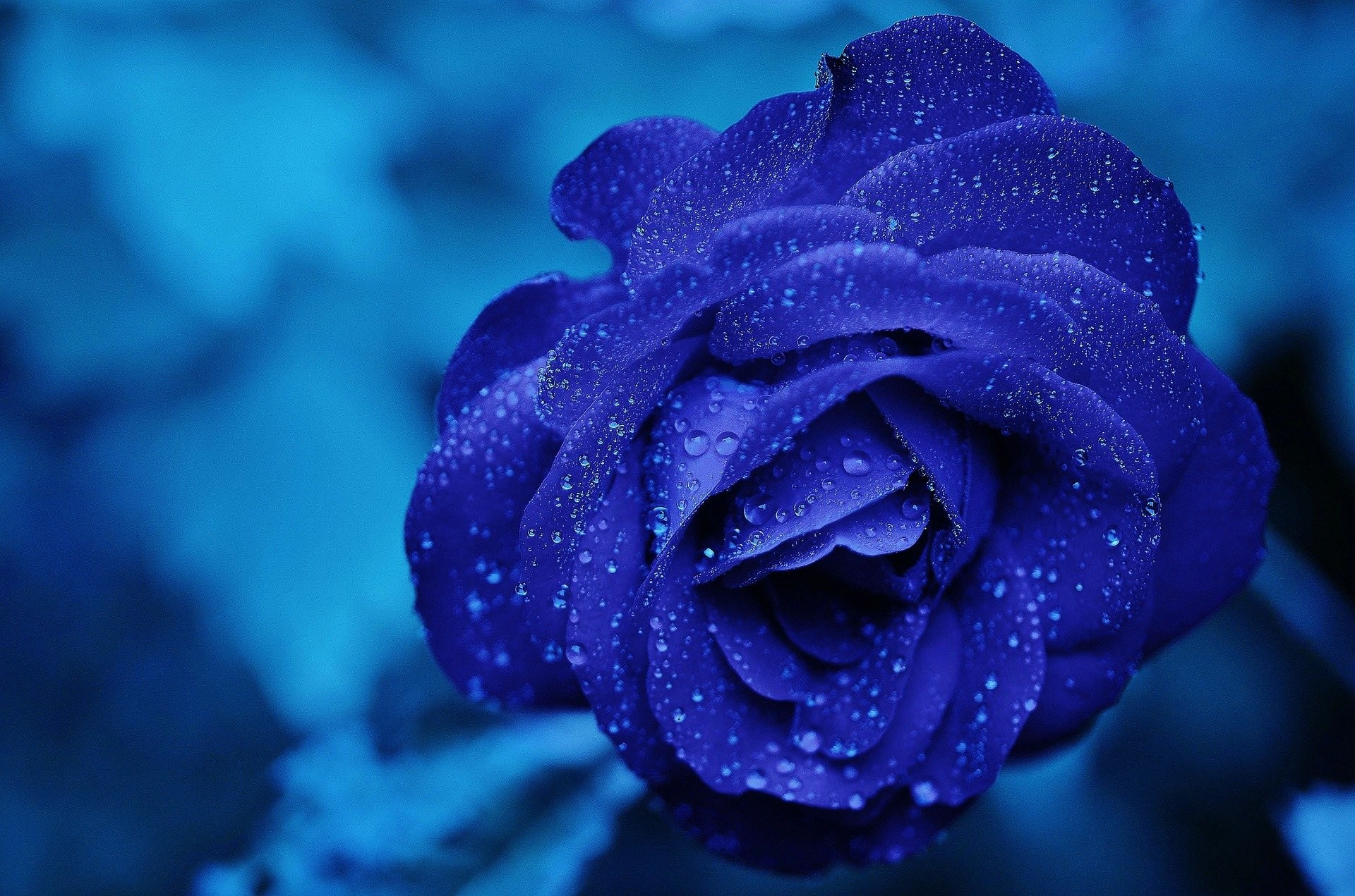 Hình ảnh hoa hồng xanh dương