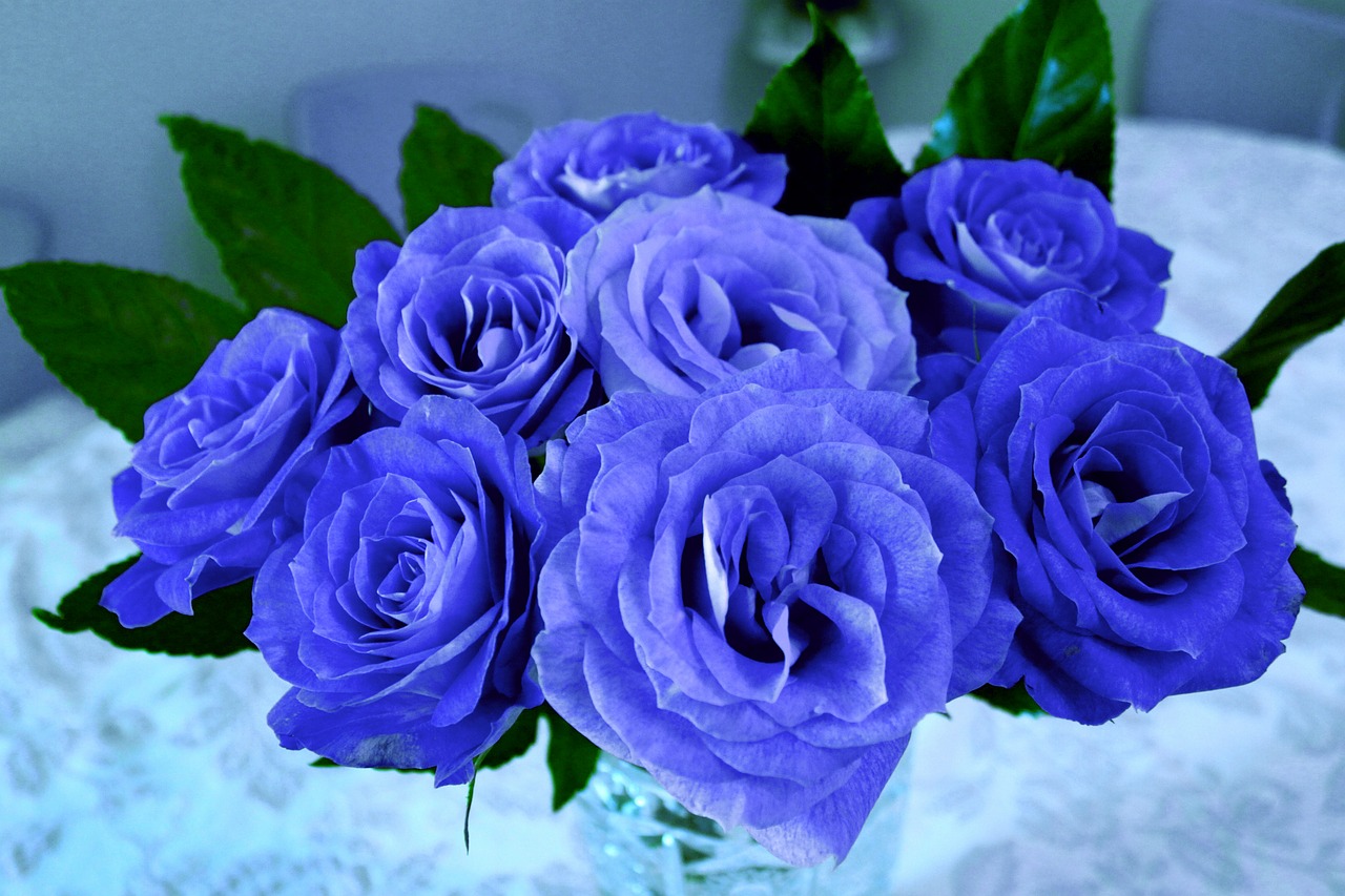 Hình ảnh hoa hồng xanh tuyệt đẹp