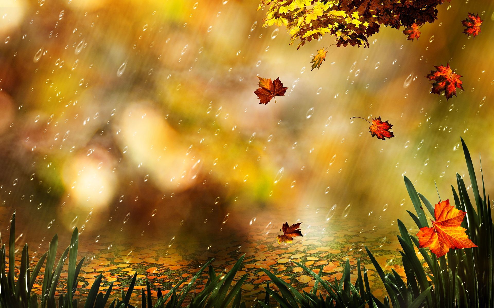 Hình ảnh mùa thu dưới cơn mưa đẹp