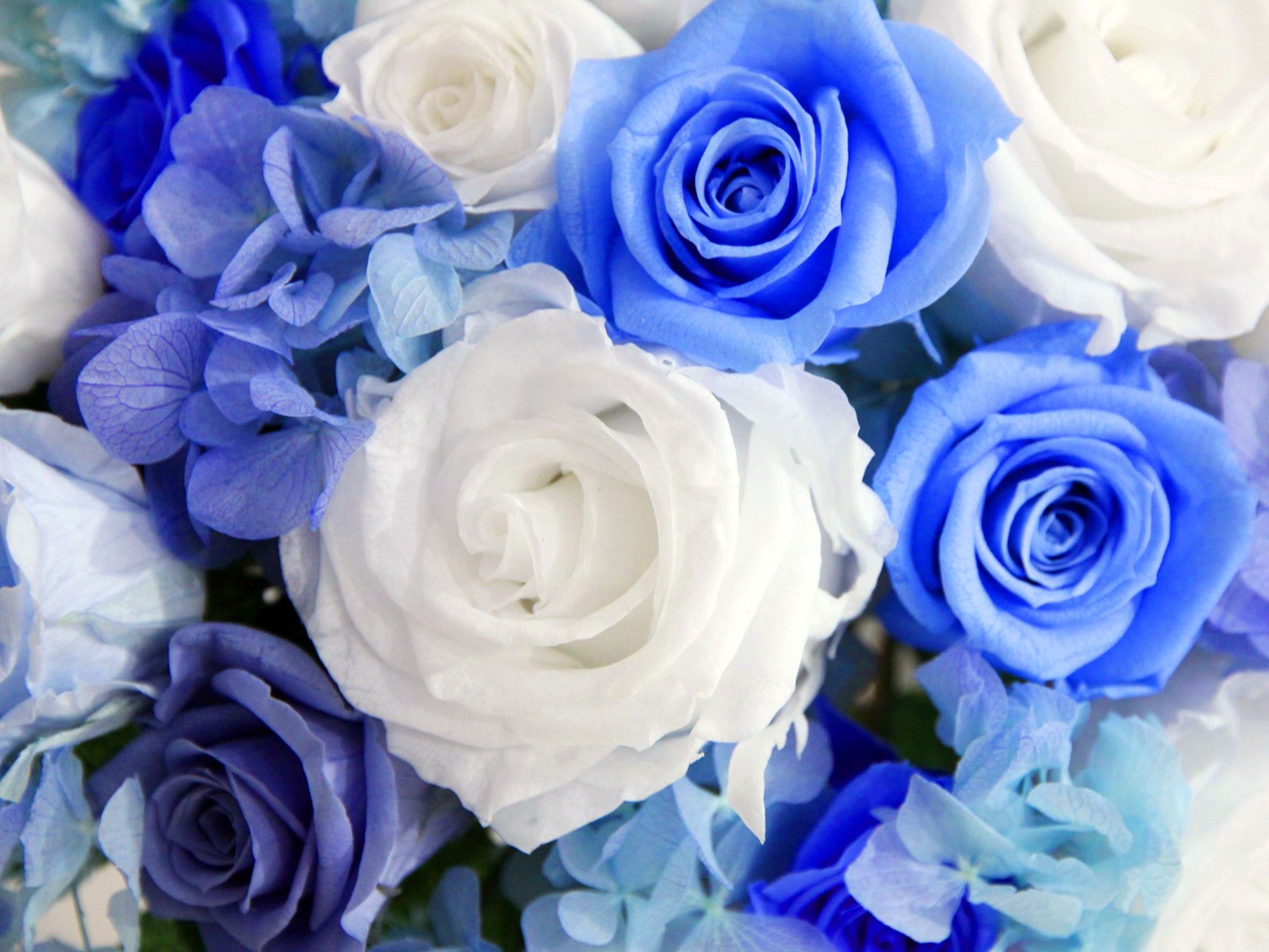 Hình ảnh những bông hoa hồng xanh tuyệt đẹp