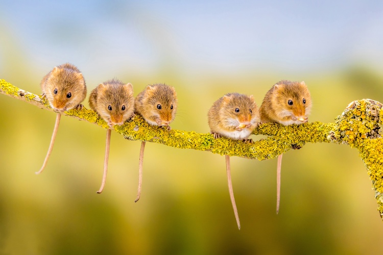 Hình ảnh những chú chuột cực cute